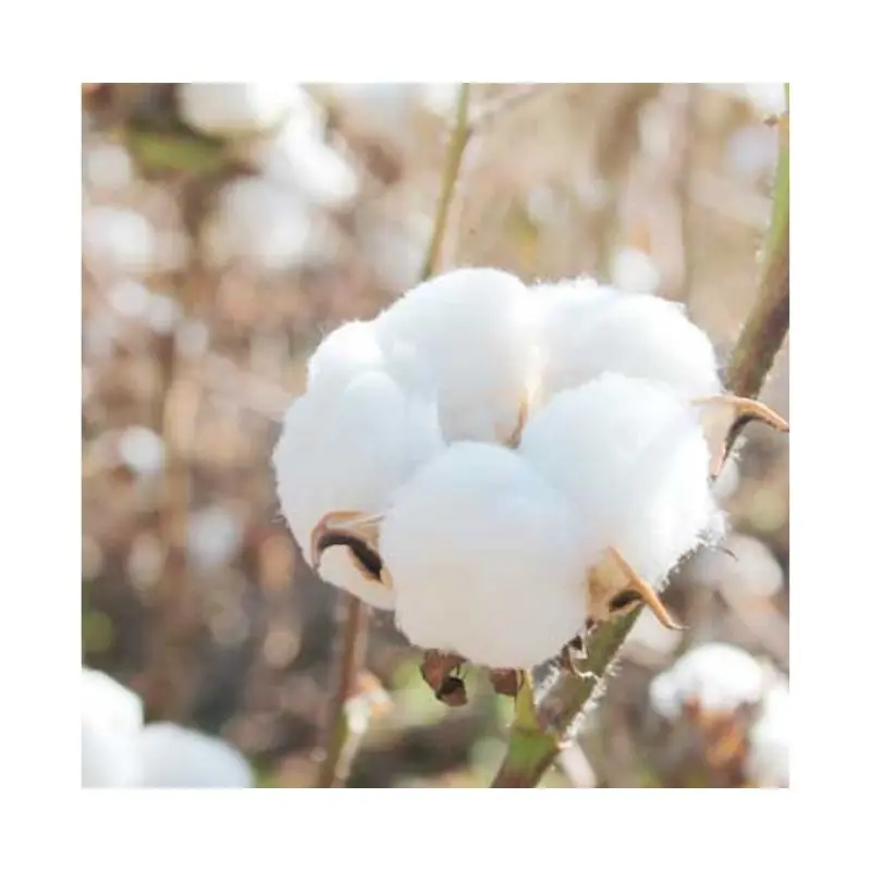 algodon-natural-sostenible-blaugab