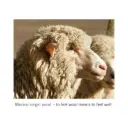 lana-merino-organica-blaugab