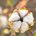 algodon-organico-sin-toxicos-blaugab.webp